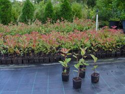 Fotinea, fotinia, Photinea red robin