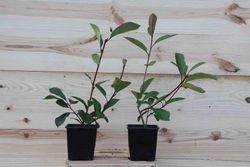 Fotinea, fotinia, Photinea red robin