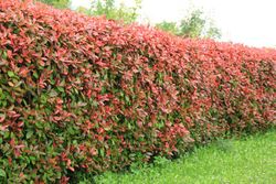 Fotinea, fotinia, Photinea red robin