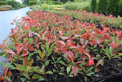 Fotinea, fotinia, Photinea red robin