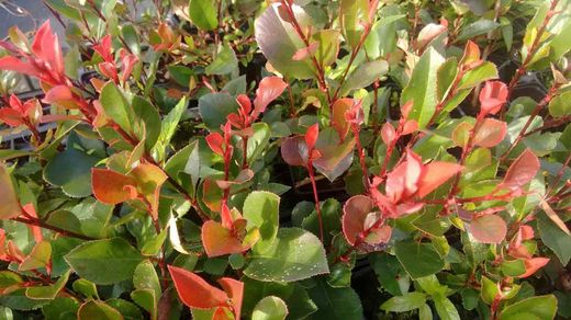 Anão Fotinia, Photinia nana, Photinia x fraserii "robin vermelho"