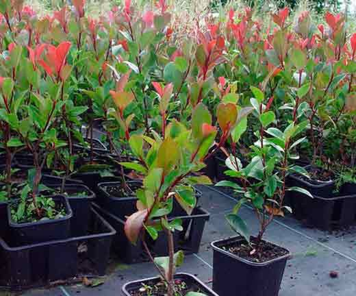 Anão Fotinia, Photinia nana, Photinia x fraserii "robin vermelho"