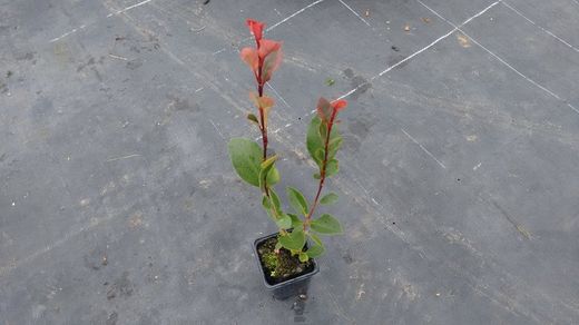 Anão Fotinia, Photinia nana, Photinia x fraserii "robin vermelho"