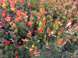 Photinia nain, Photinia nana, Photinia x fraserii "Little Red robin"