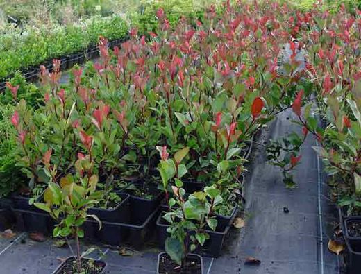 Anão Fotinia, Photinia nana, Photinia x fraserii "robin vermelho"