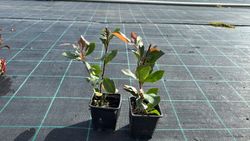 Anão Fotinia, Photinia nana, Photinia x fraserii "robin vermelho"