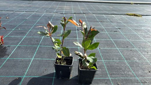 Anão Fotinia, Photinia nana, Photinia x fraserii "robin vermelho"