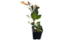 Anão Fotinia, Photinia nana, Photinia x fraserii "robin vermelho"