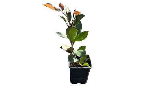 Anão Fotinia, Photinia nana, Photinia x fraserii "robin vermelho"