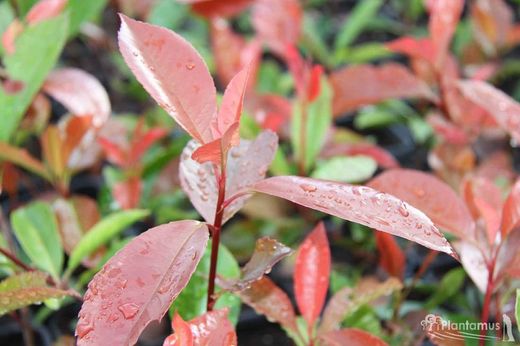Fotinia, photinia rouge robin en pot de 11 cm.