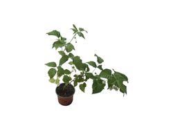 Frambuesa enana roja - Rubus idaeus Bonbonberry®