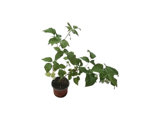 Frambuesa enana roja - Rubus idaeus Bonbonberry®