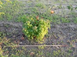 Frambuesa enana roja - Rubus idaeus Bonbonberry®