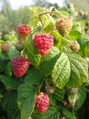Frambuesa enana roja - Rubus idaeus Bonbonberry®