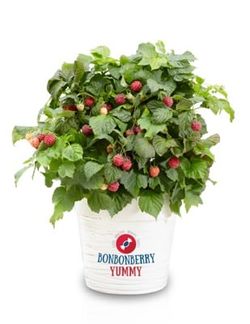 Frambuesa enana roja - Rubus idaeus Bonbonberry®