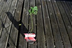 Zarzamora - Frambuesa roja "Loganberry"