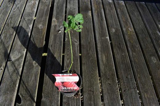 Zarzamora - Frambuesa roja "Loganberry"