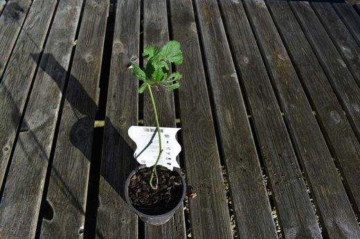 Zarzamora - Frambuesa roja "Loganberry"