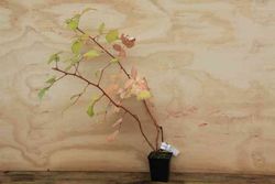 Frambuesa japonesa, Rubus phoenicolasius