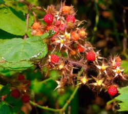 Frambuesa japonesa, Rubus phoenicolasius