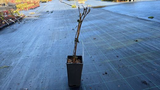 Frambuesa japonesa, Rubus phoenicolasius