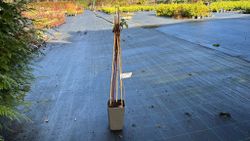 Frambuesa japonesa, Rubus phoenicolasius