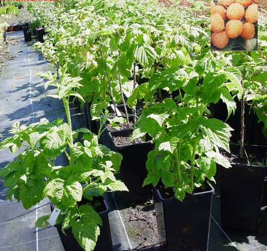 Frambueso amarillo, Rubus idaeus 'Fall Gold'