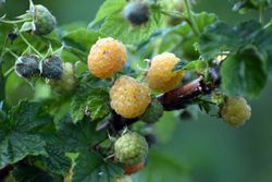 Frambueso amarillo, Rubus idaeus 'Fall Gold'