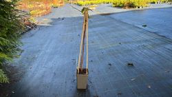 Frambueso amarillo, Rubus idaeus 'Fall Gold'