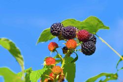 Frambueso negro 'Black Jewel'