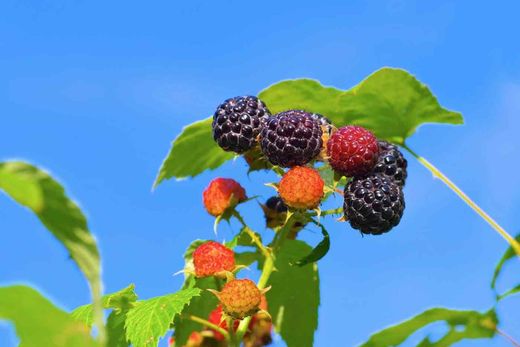 Frambueso negro 'Black Jewel'