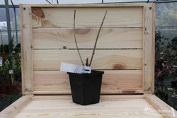 Frambueso negro 'Black Jewel'