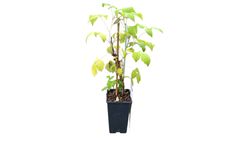 Framboesa Preta 'Jóia Negra'