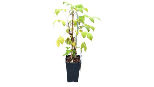 Framboesa Preta 'Jóia Negra'