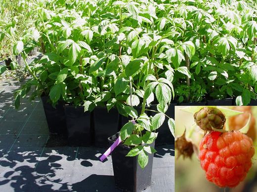 Framboise rouge, Rubus idaeus