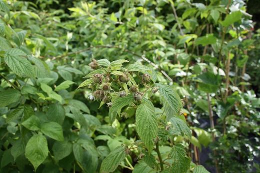 Framboise rouge, Rubus idaeus