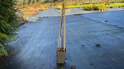 Framboise rouge, Rubus idaeus