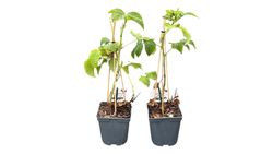 Frambueso rojo, Rubus idaeus. Frambuesas de dos cosechas
