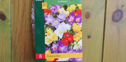 Freesias mix