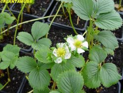Fresas Albión en maceta, Fragaria vesca