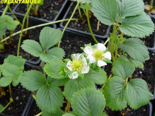 Fresas Albión en maceta, Fragaria vesca