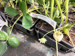 Fresas Albión en maceta, Fragaria vesca