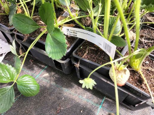 Fresas Albión en maceta, Fragaria vesca