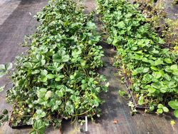 Fresas Albión en maceta, Fragaria vesca