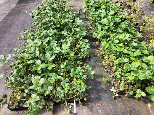 Fresas Albión en maceta, Fragaria vesca