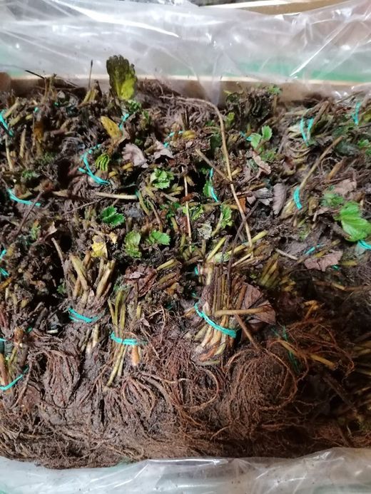 Fresas Albión, plantas a raíz desnuda, Fragaria vesca