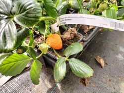 Fraises en pot de San Andreas, Fragaria vesca