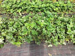 Fraises en pot de San Andreas, Fragaria vesca