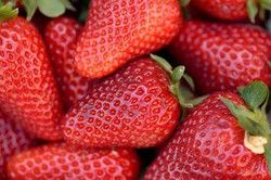 Fraises en pot de San Andreas, Fragaria vesca