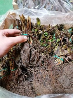 Morangos San Andreas, plantas de raiz nua, Fragaria vesca